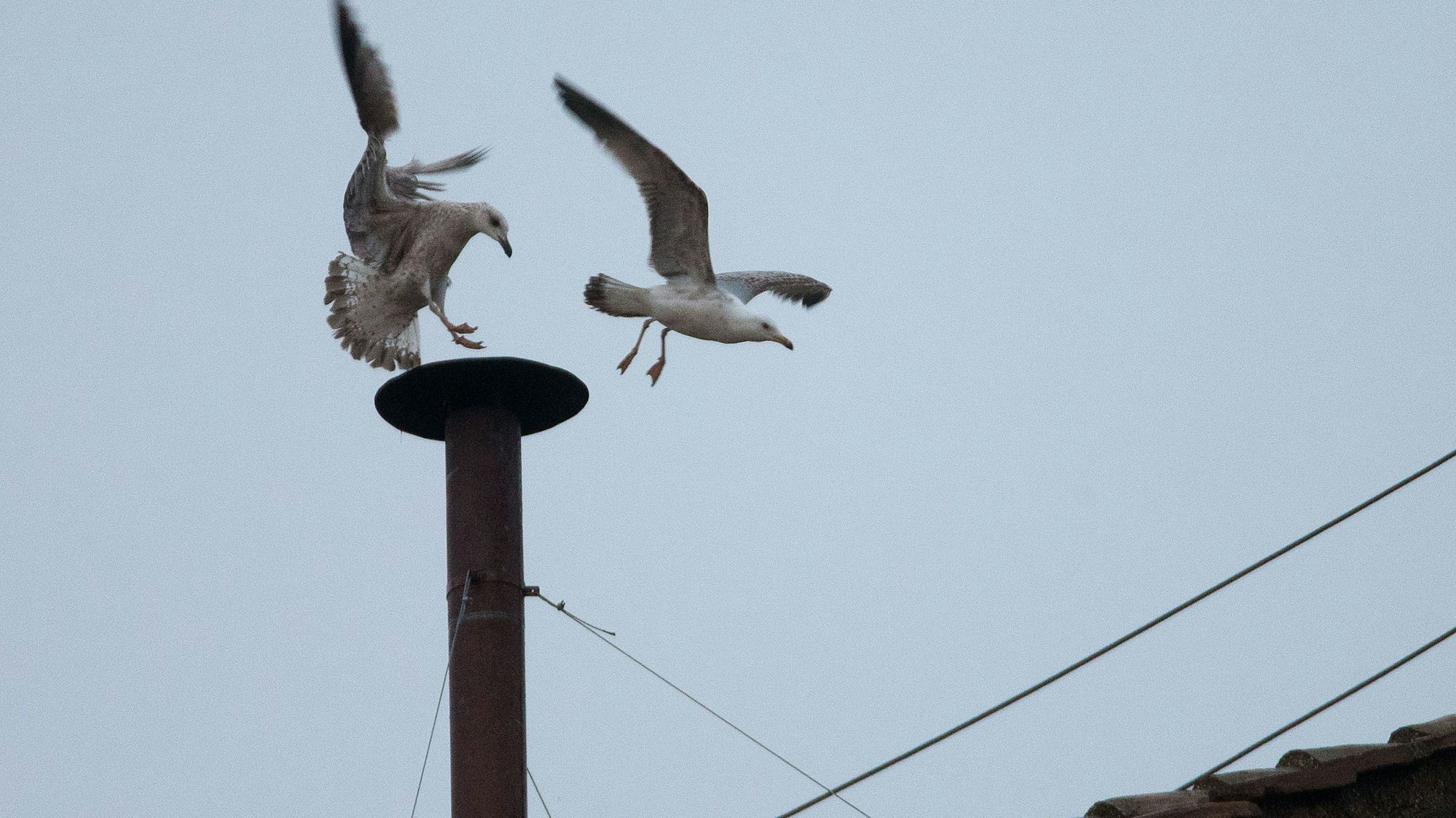 Möven landen im Vatikan auf dem Kamin der Sixtinischen Kapelle.