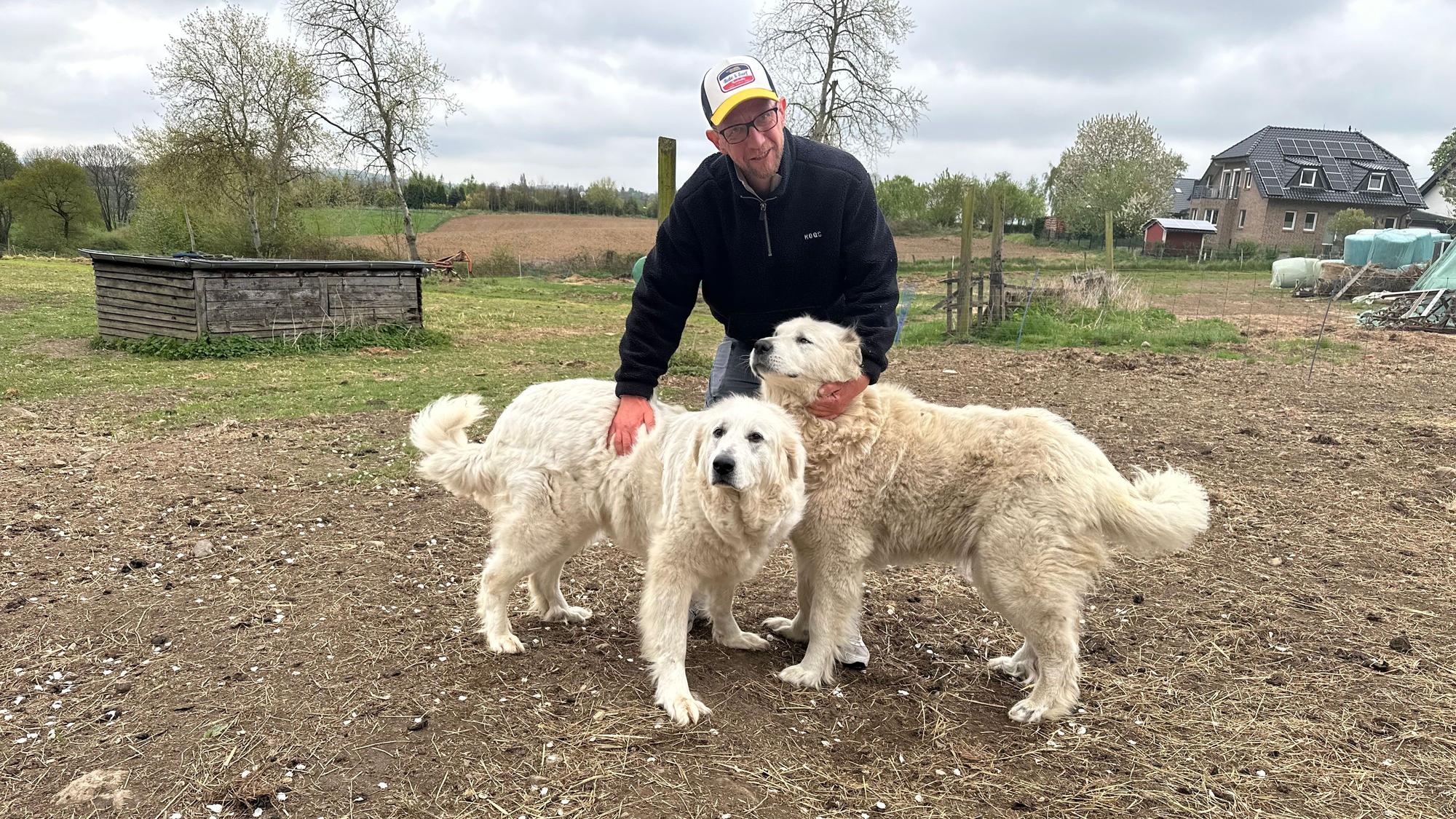 Schäfer Simon Darscheid wird aus Kostengründen keine neuen Herdenschutzhunde mehr kaufen können.