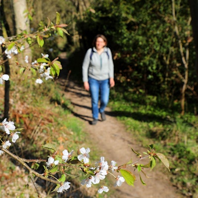 Eine Frau geht auf einem Wanderweg, im Vordergrund sind Blüten an einem Baumzweig zu sehen.
