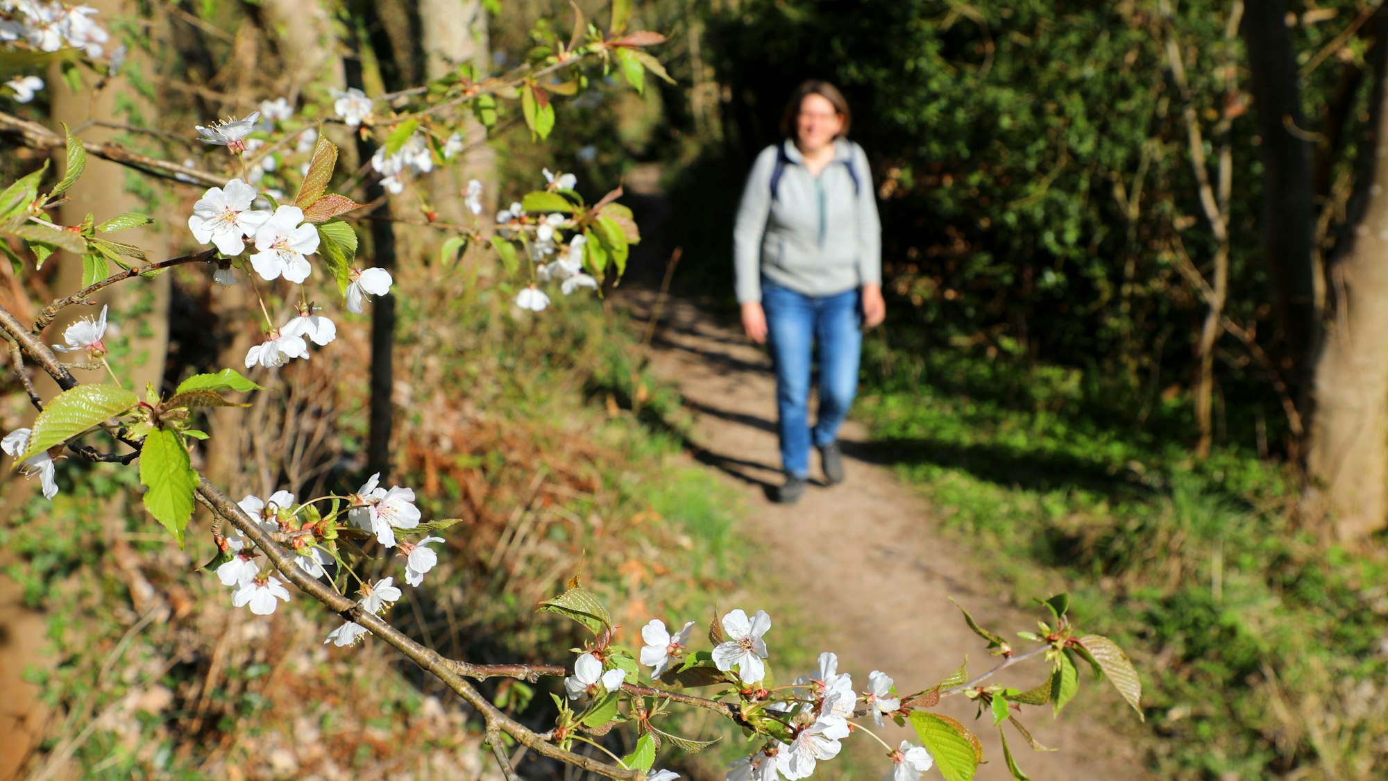 Eine Frau geht auf einem Wanderweg, im Vordergrund sind Blüten an einem Baumzweig zu sehen.