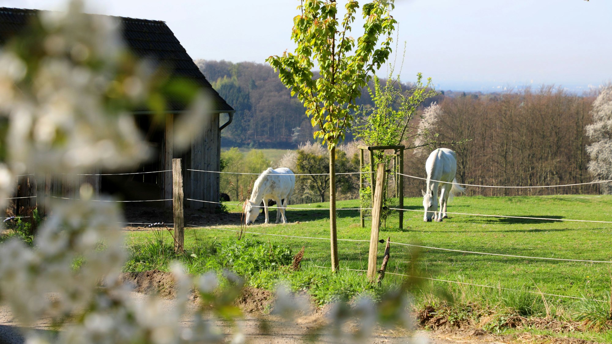 Pferde grasen auf einer Koppel am Wegesrand.