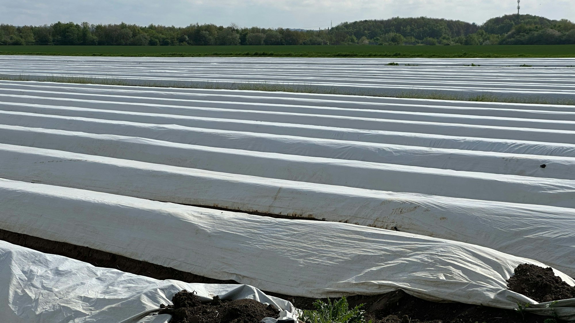 Die Spargelfelder von Wermes in Zündorf.