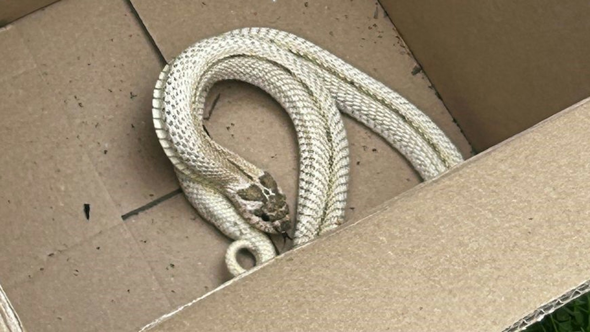 Das Bild zeigt eine Schlange in einem Karton