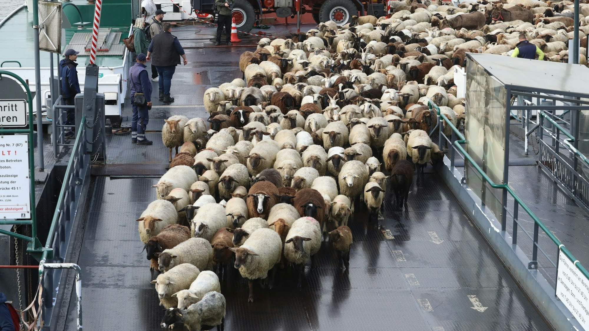 Eine Herde von Schafen und Ziegen verlassen die Fähre.