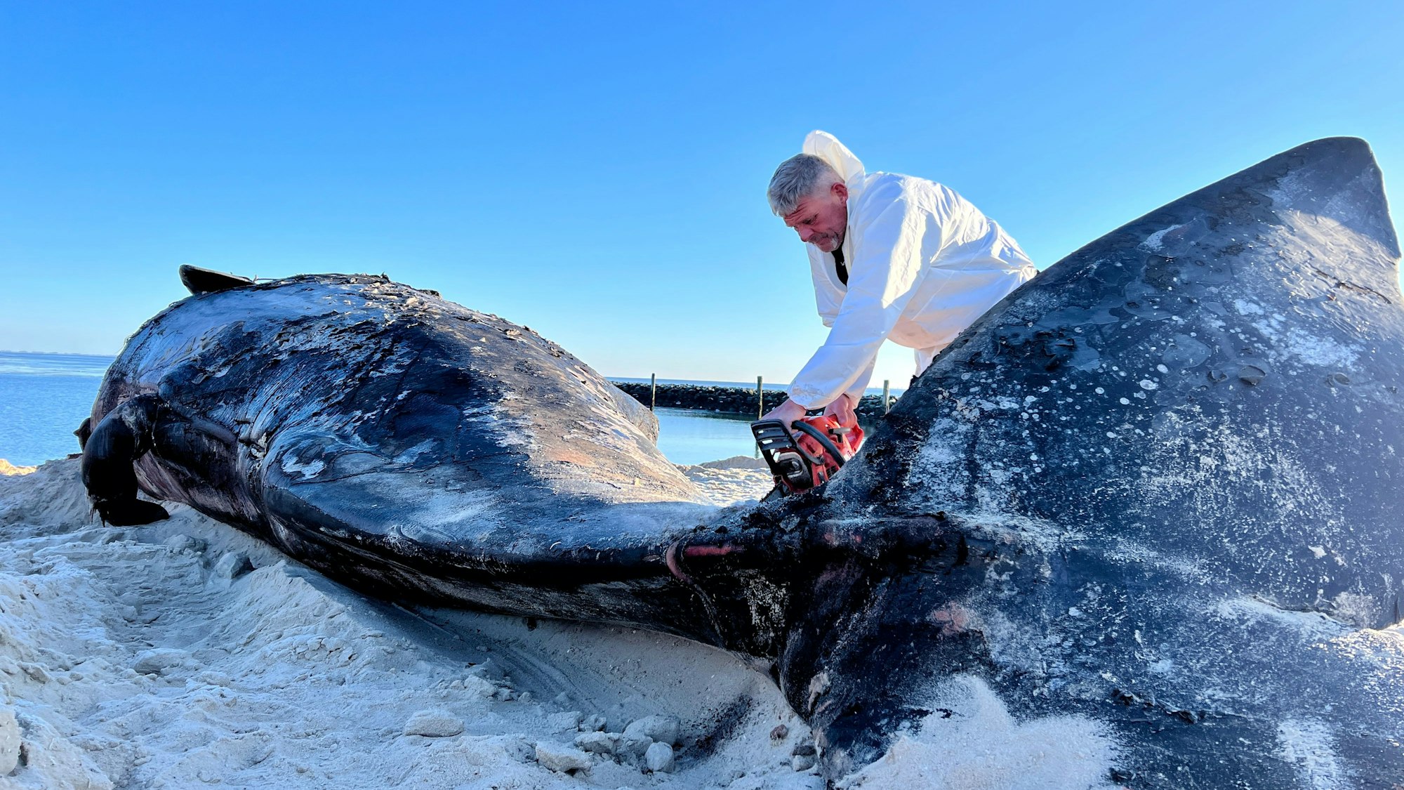 Timo Arp, Schlachter aus Jagel, zerlegt mit einer Motorsäge den Pottwal-Kadaver am Strand.