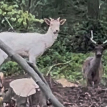 Der weiße und der schwarze Hirsch wurden jetzt von einer Spaziergängerin gesichtet.
