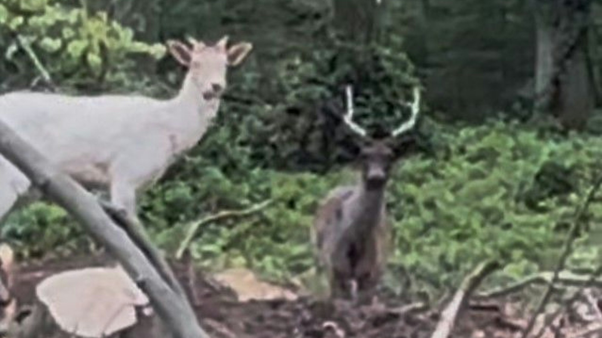 Der weiße und der schwarze Hirsch wurden jetzt von einer Spaziergängerin gesichtet.