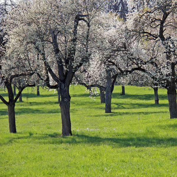 Eine Streuobstwiese mit blühenden Bäumen
