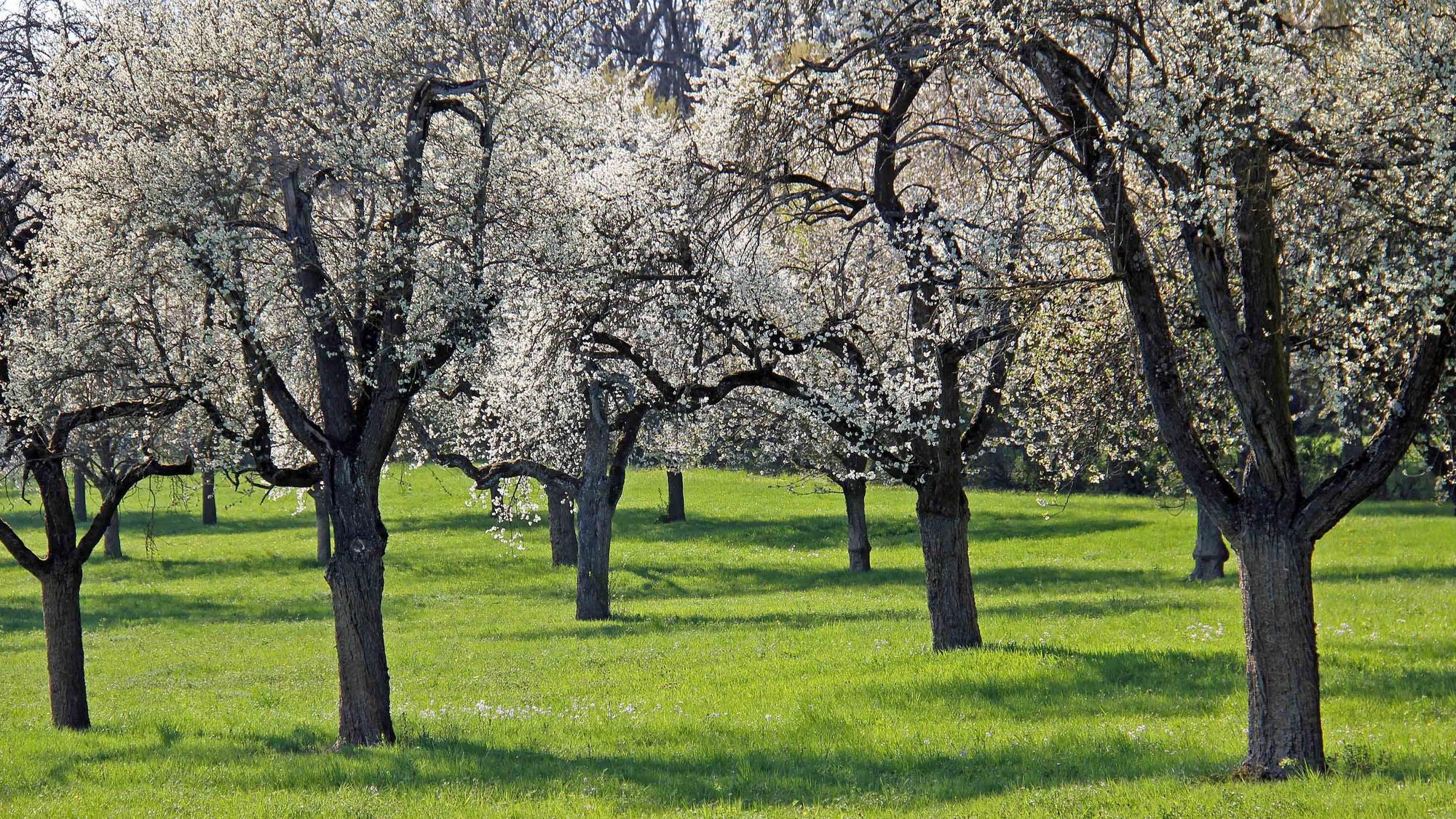 Eine Streuobstwiese mit blühenden Bäumen