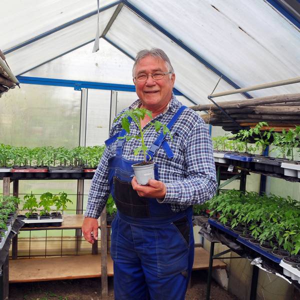 Günter Stadtfeld züchtet Tomaten für einen guten Zweck.