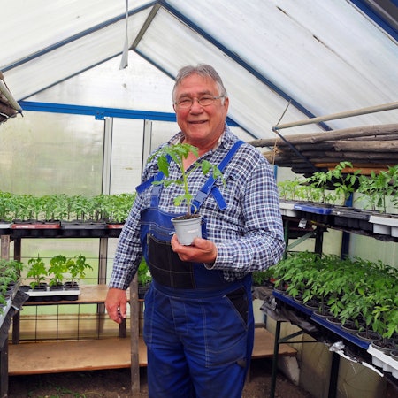 Günter Stadtfeld züchtet Tomaten für einen guten Zweck.