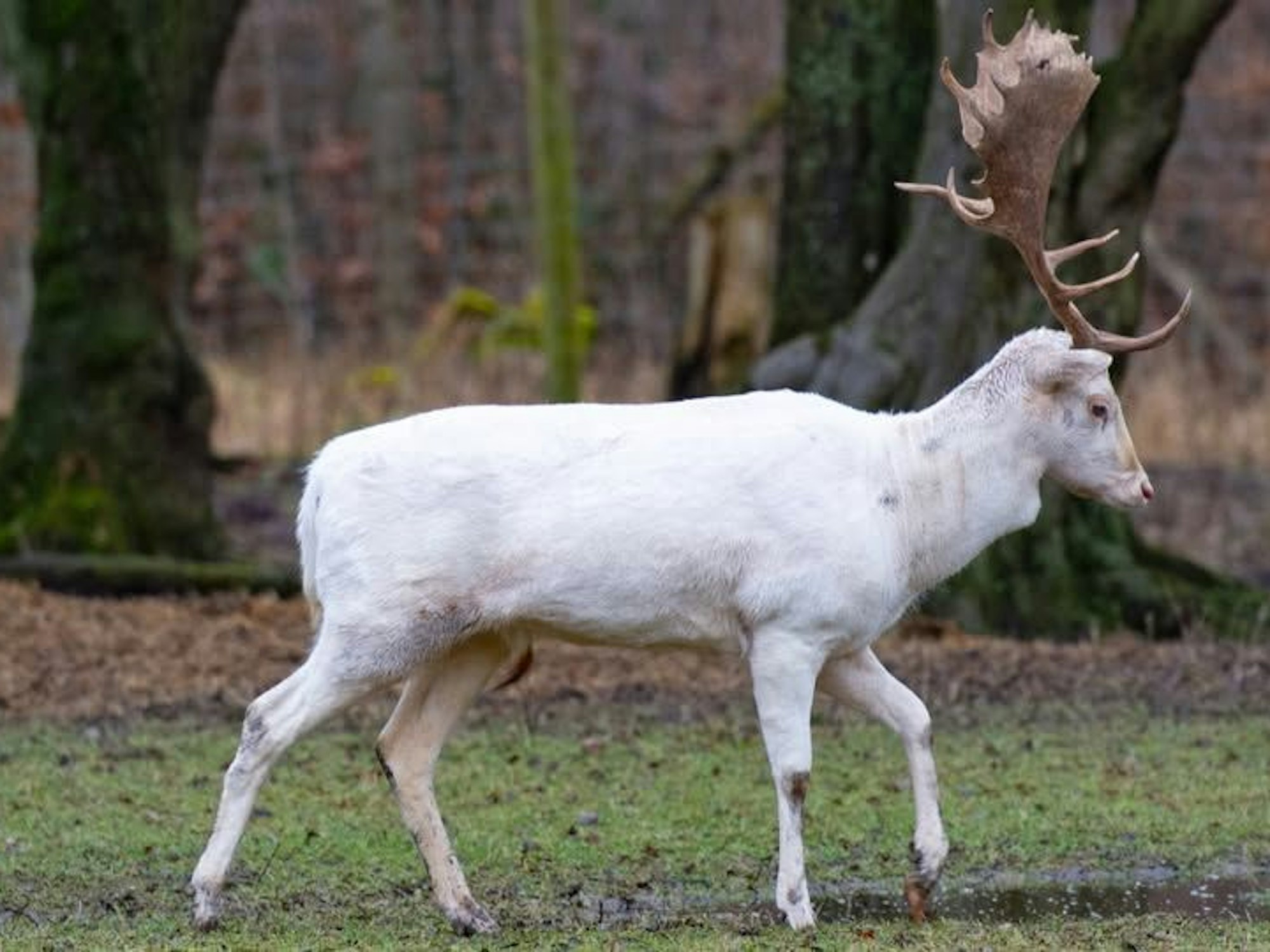 Der weiße Hirsch in seinem Gehege in der Bonner Waldau.