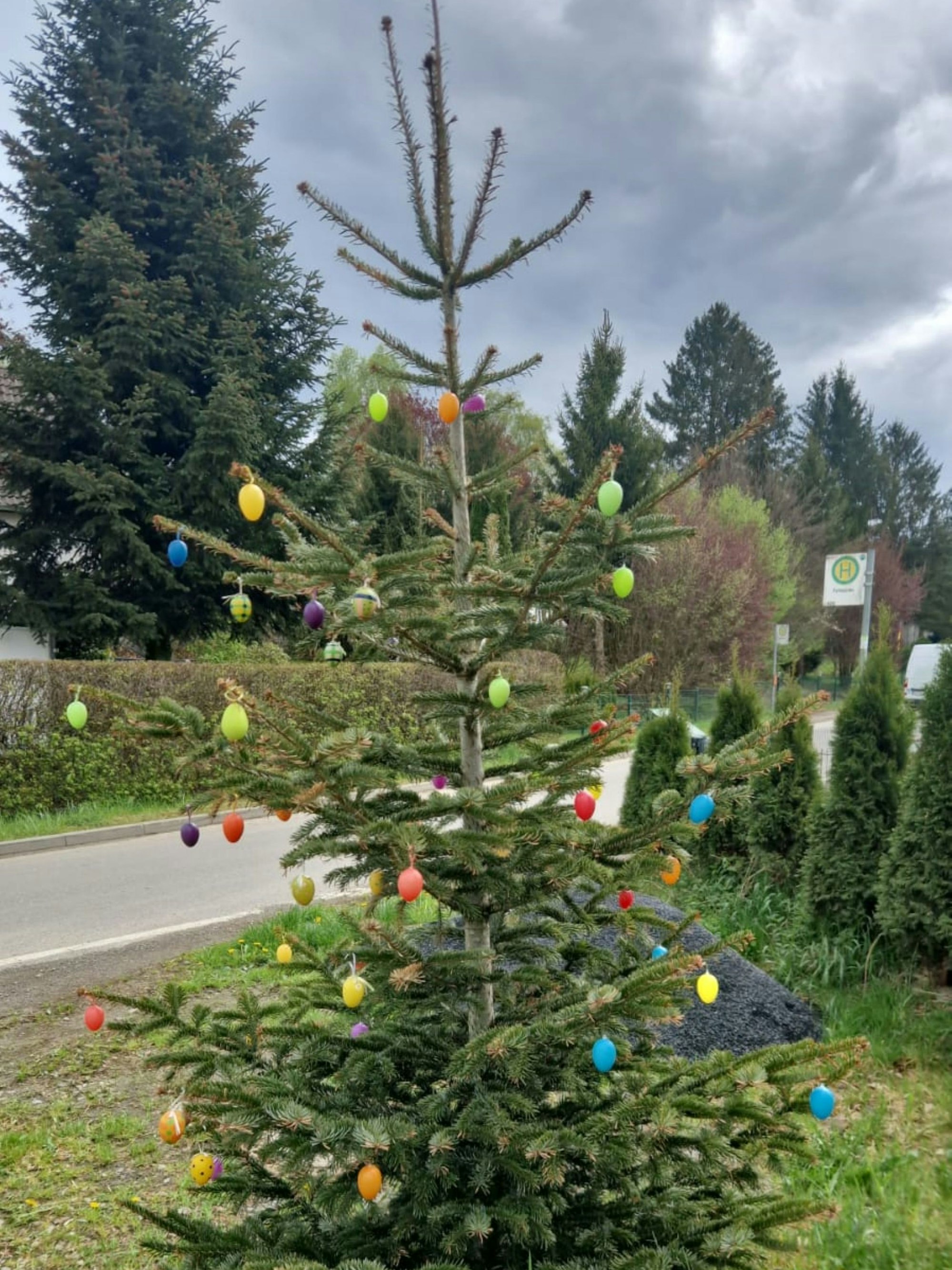 Ein Tannenbaum ist mit Ostereiern geschmückt.