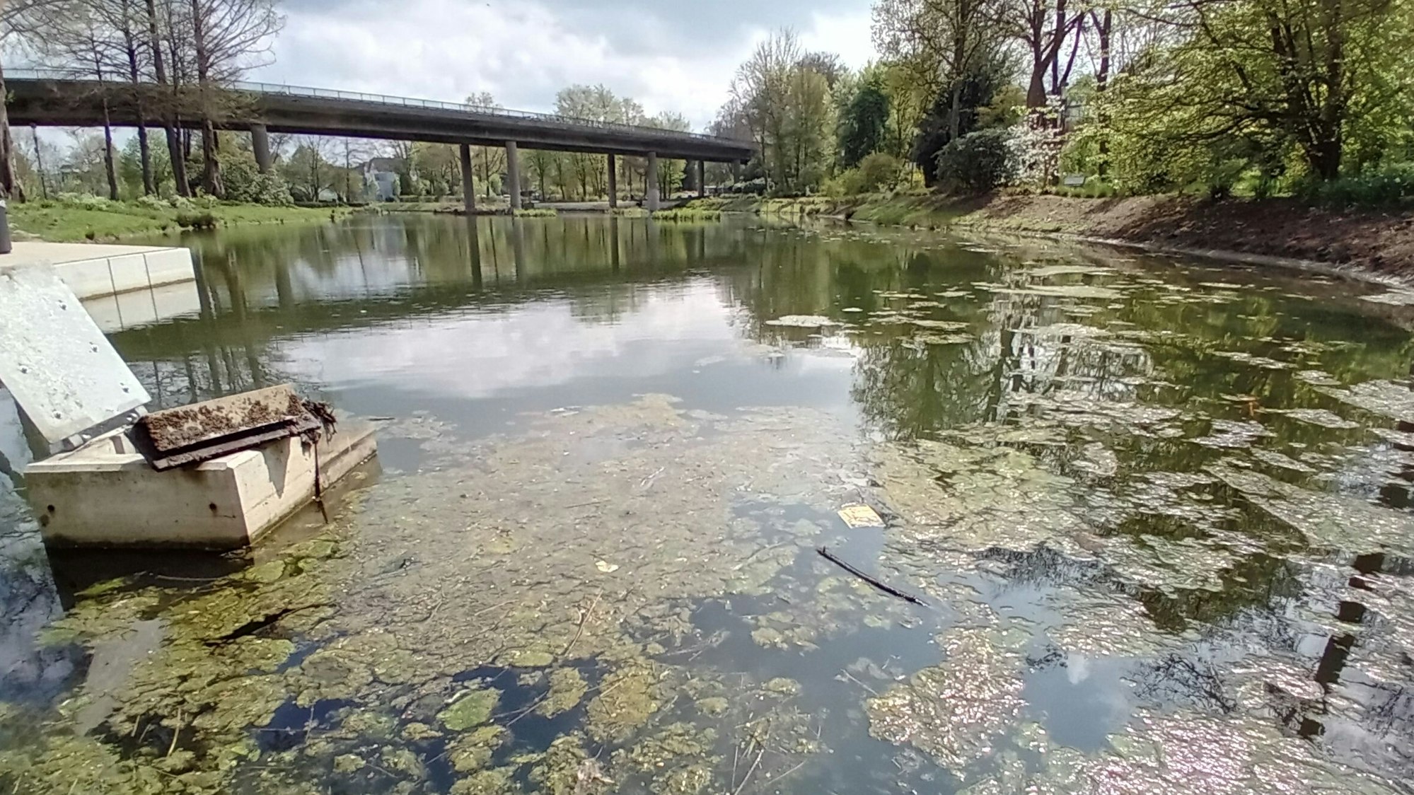 Grüne Algen schwimmen auf der Wasseroberfläche eines Teichs.