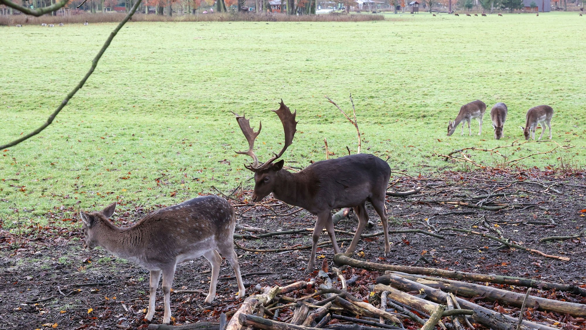 Die Malteser Hilfswerke und das Demenznetz Köln-West laden zu einem Spaziergang durch den Tierpark Lindenthal ein. (Archivbild)