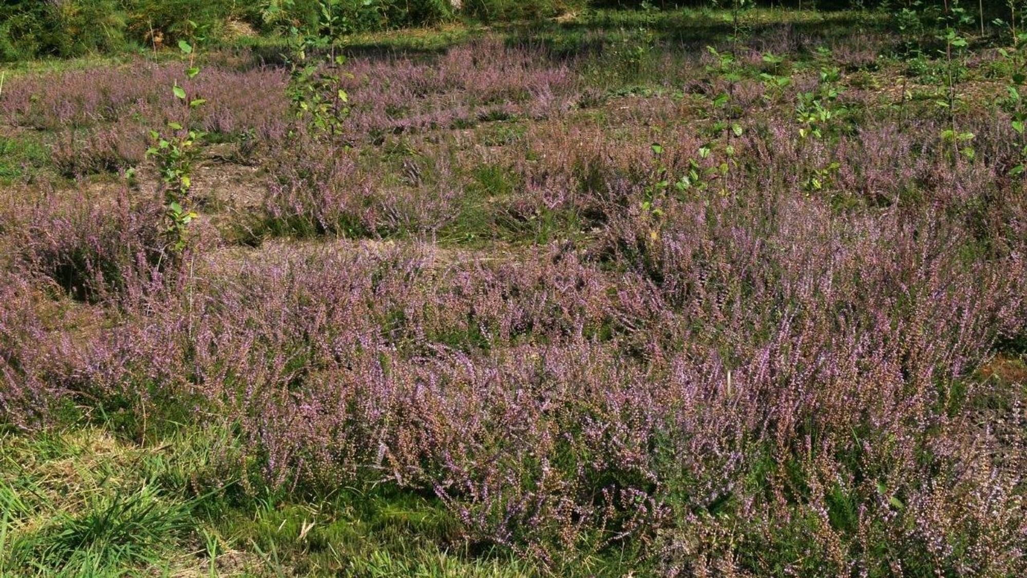 Die Jungpflanzen der Besenheide entwickeln sich in Ruppichteroth prächtig.