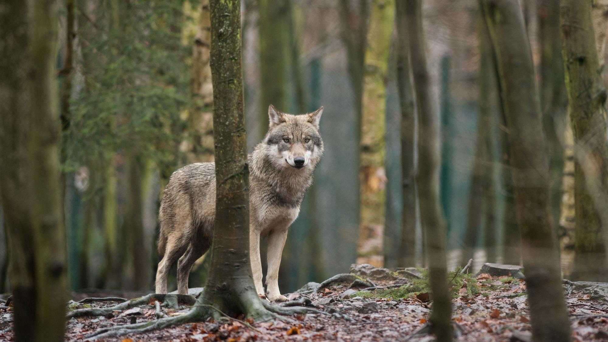 Immer mehr Nutztiere werden auch in NRW von Wölfen gerissen.
