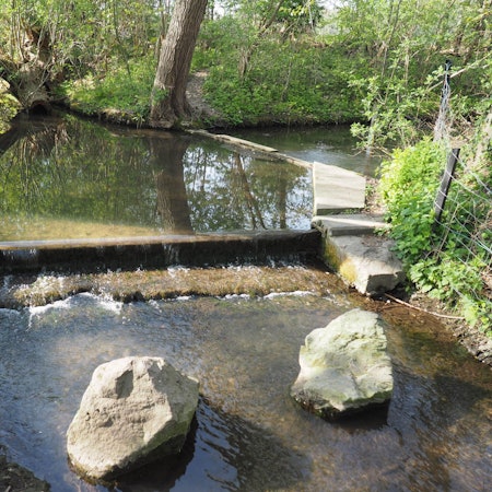 Das Bild zeigt die Laache. Am Rand des Wassers einige Steine und viel Grün.