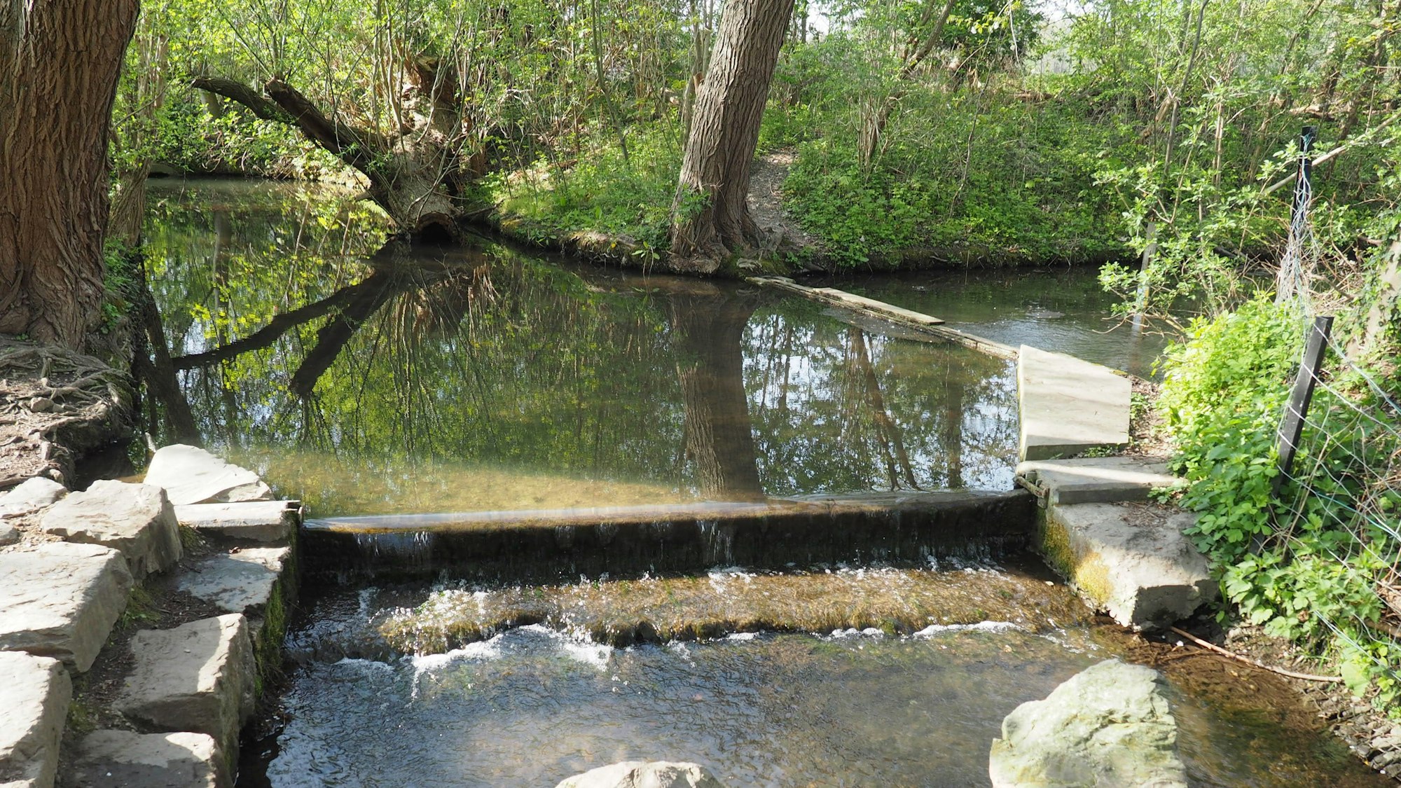 Das Bild zeigt die Laache. Am Rand des Wassers einige Steine und viel Grün.