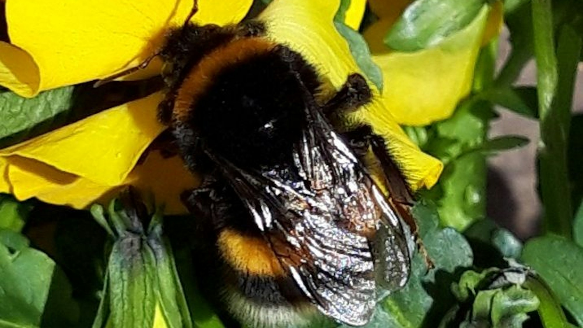 Eine Hummel auf einer Blume.