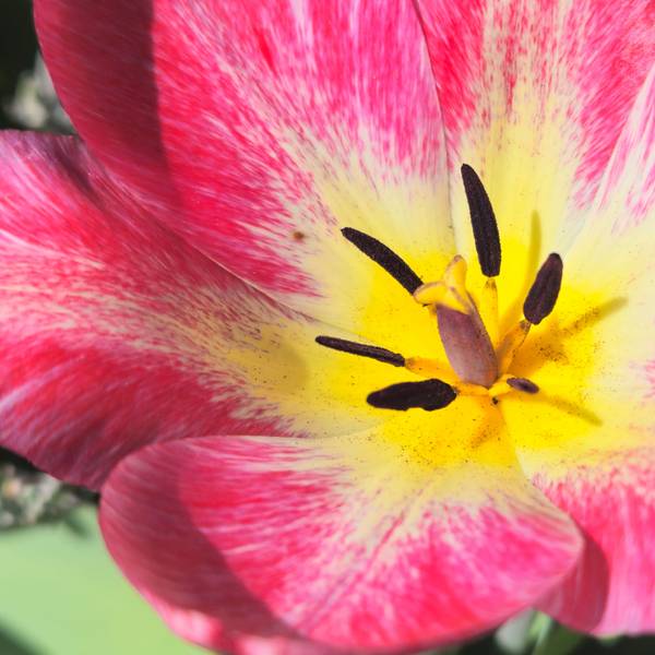 Nahaufnahme einer rosa und gelben Blüte.
