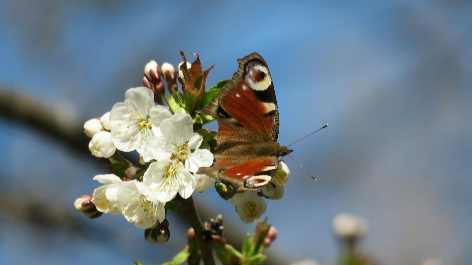 Ein junger Falter sitzt auf einer Blüte.