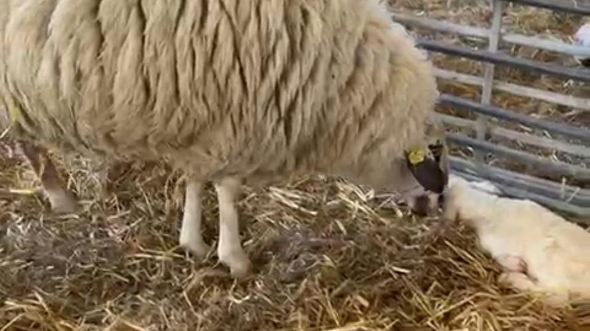 Liebevoll kümmert sich die Mutter nach dem schweren Angriff um das neu geborene Schaf.