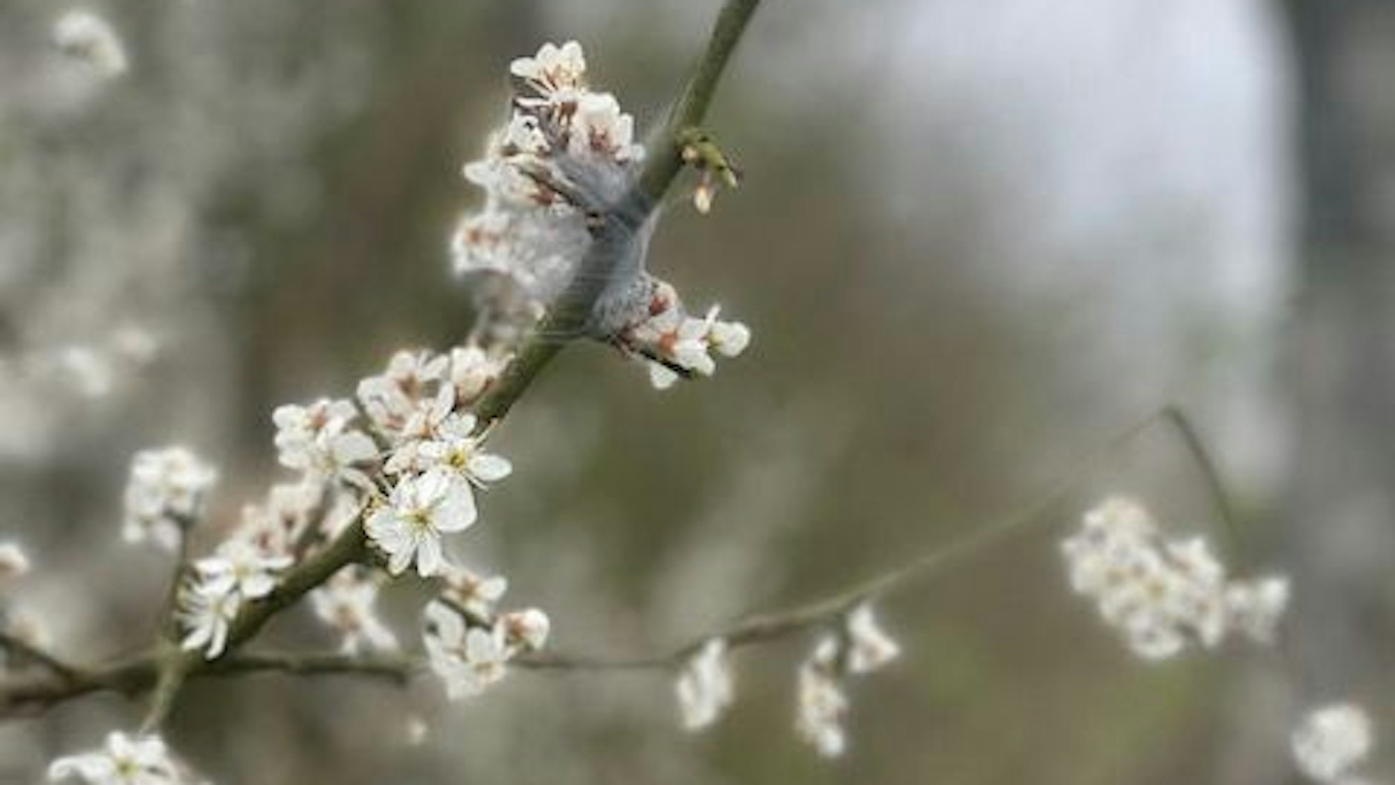 Eine Feder im Weißdorn.