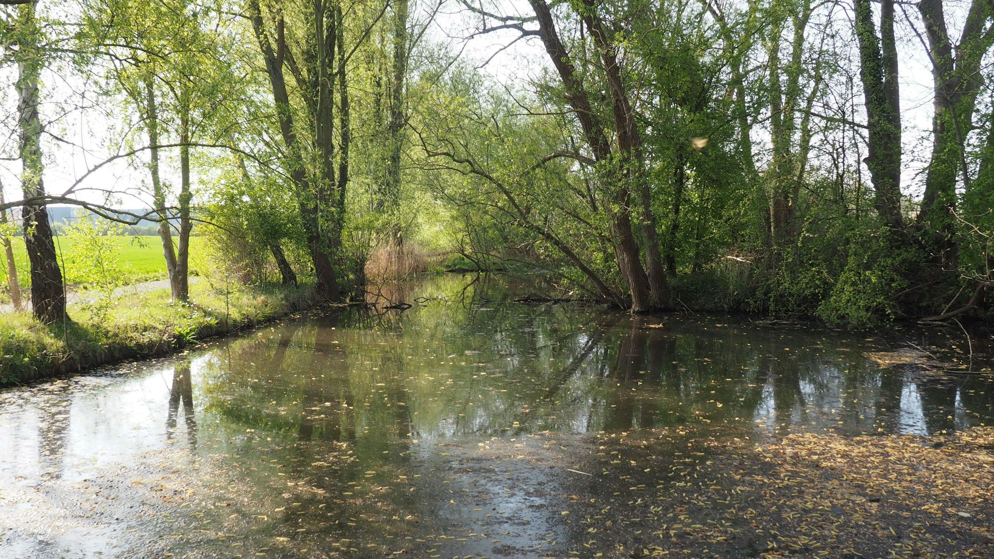 Ein Gewässer, rundherum stehen Bäume.