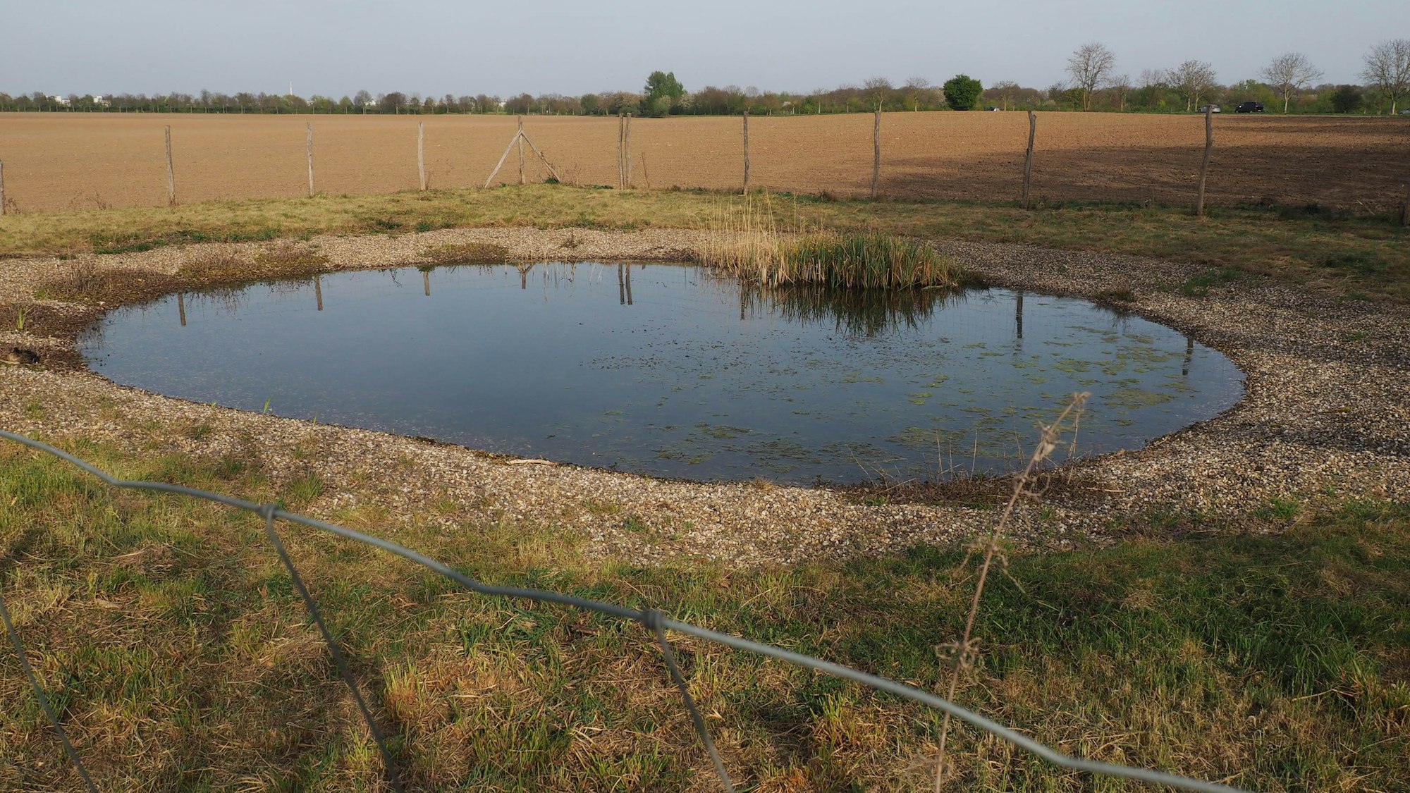 Ein Teich, im Hintergrund sind Felder zu sehen.