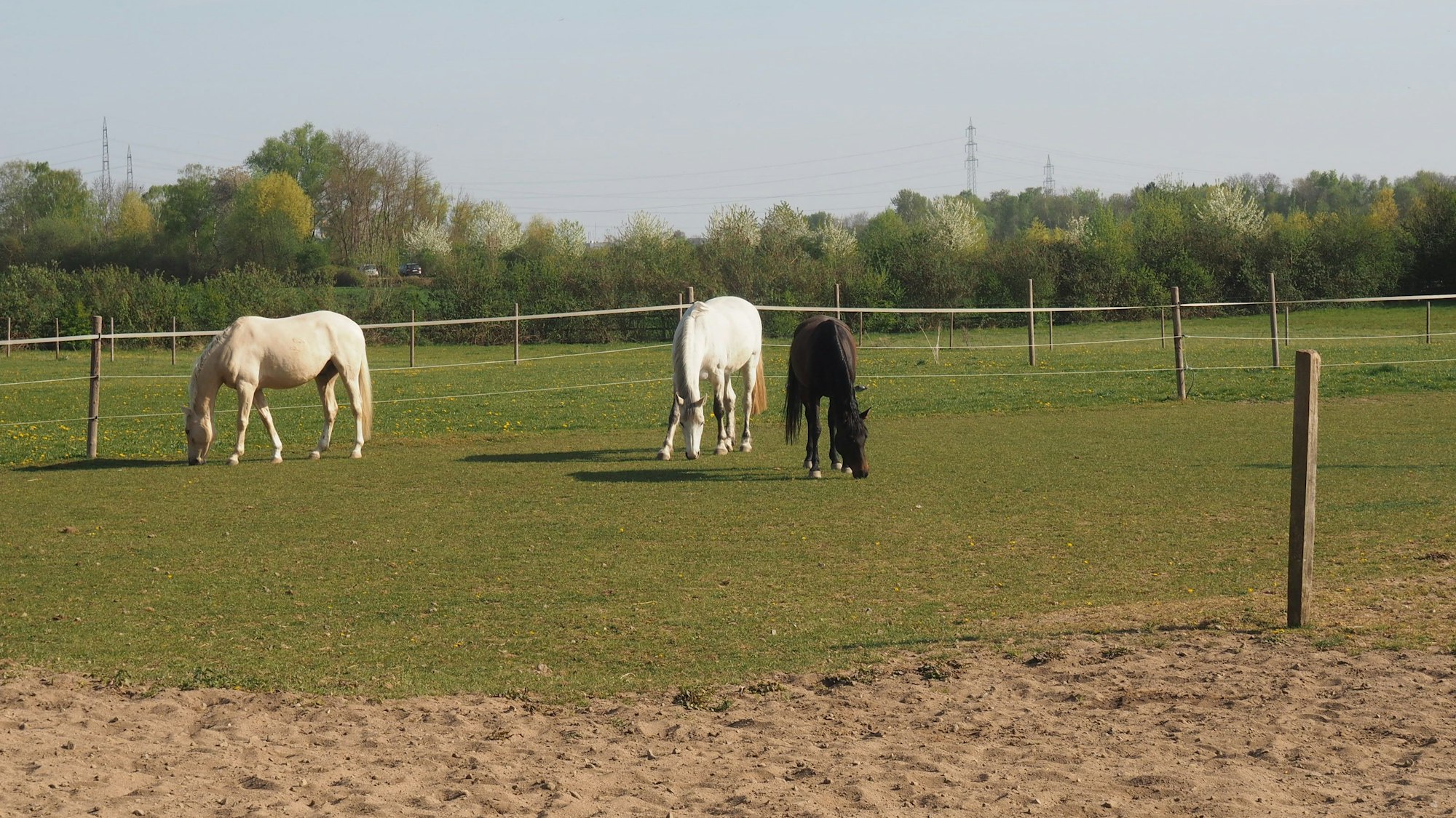 Pferde auf einer Koppel.