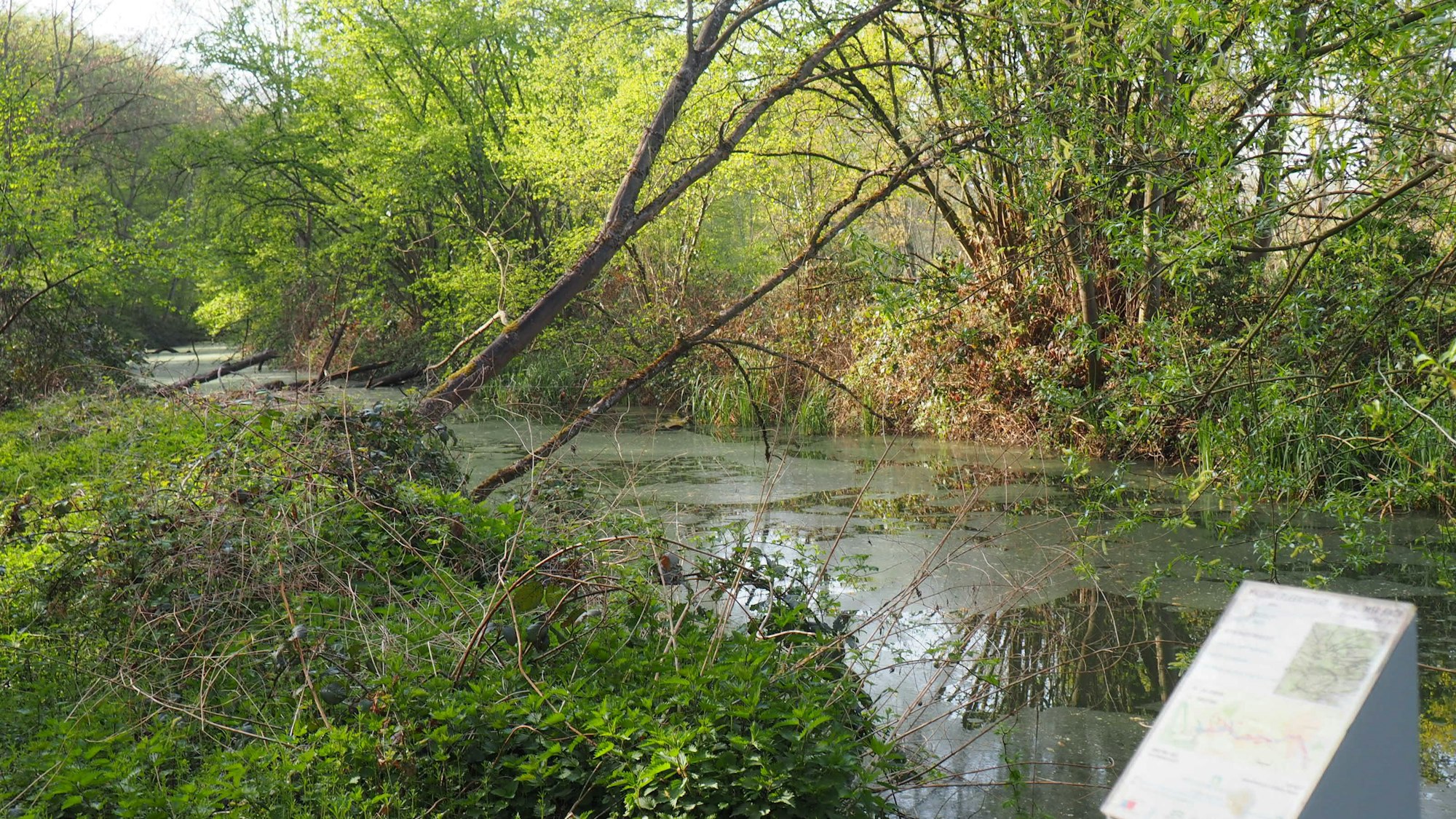 Ein Gewässer, links daneben eine Infotafel.