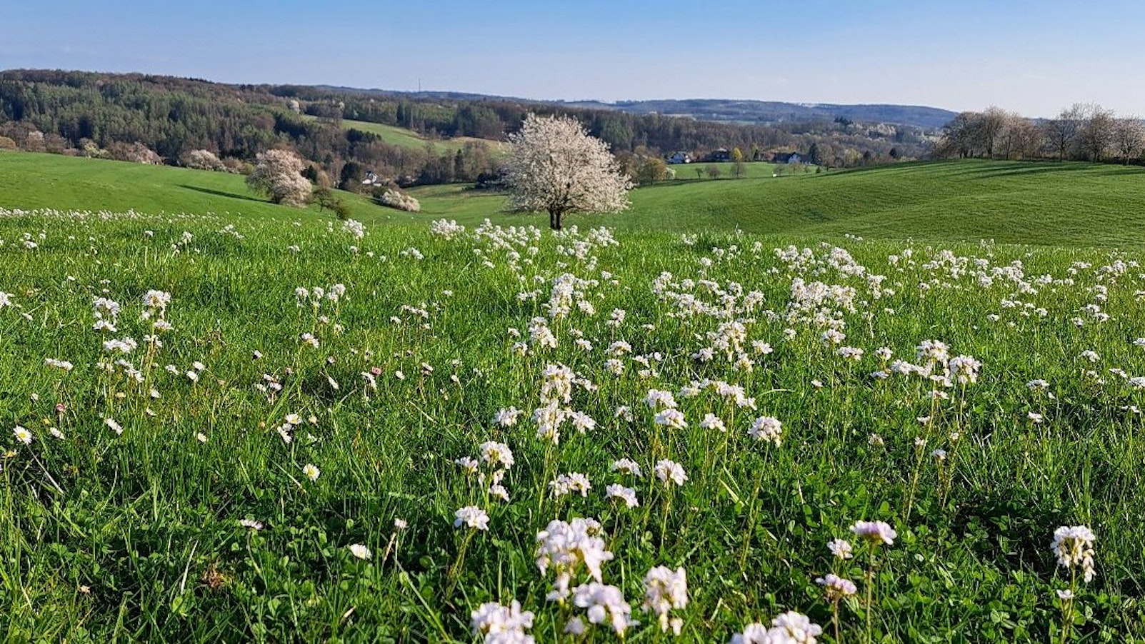 Blühendes Wiesenschaumkraut auf einer Wiese.