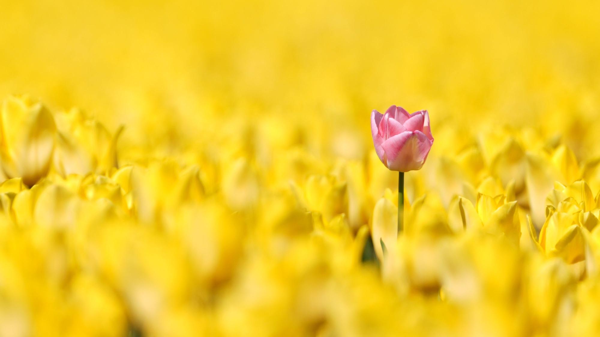 Eine einzelne rote Tulpe steht über einem gelben Tulpenfeld.