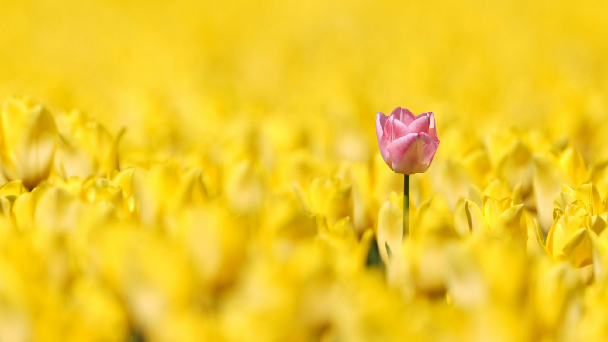 Eine einzelne rote Tulpe steht über einem gelben Tulpenfeld.