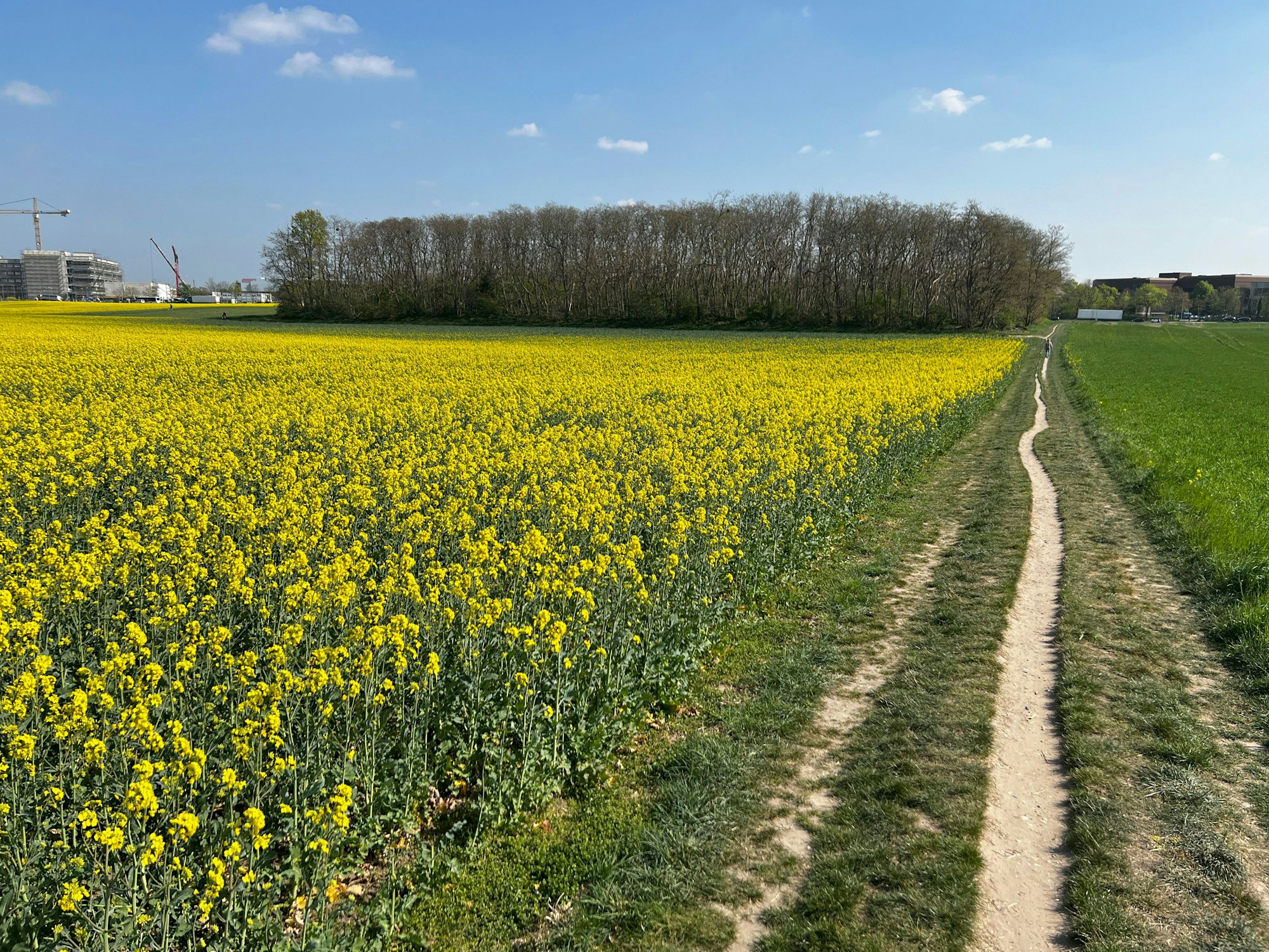 Monheim: Auf diese Felder will Bayer 04 sein Trainingszentrum / Trainingscampus an der Alfred Nobel Straße bauen. Foto: Ralf Krieger