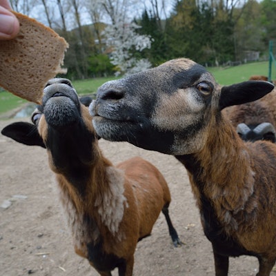 Das Bild zeigt Kamerun-Schafe.