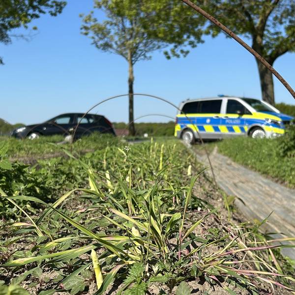 Ein ganzes Feld Spargel wurde in Walbeck von unbekannten Dieben geerntet.