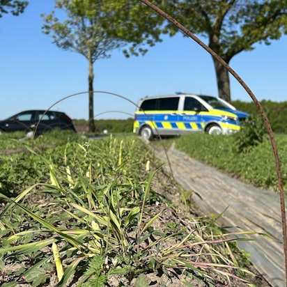 Ein ganzes Feld Spargel wurde in Walbeck von unbekannten Dieben geerntet.