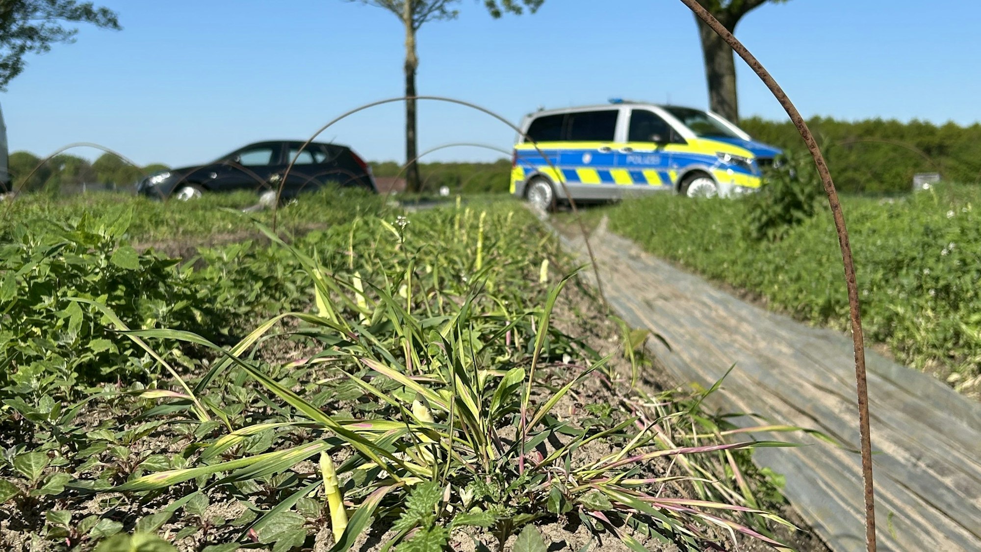 Ein ganzes Feld Spargel wurde in Walbeck von unbekannten Dieben geerntet.