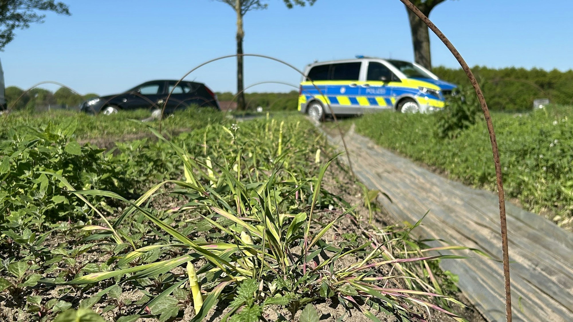 Sogar zweimal wurde das Feld von Landwirt Janßen geplündert.