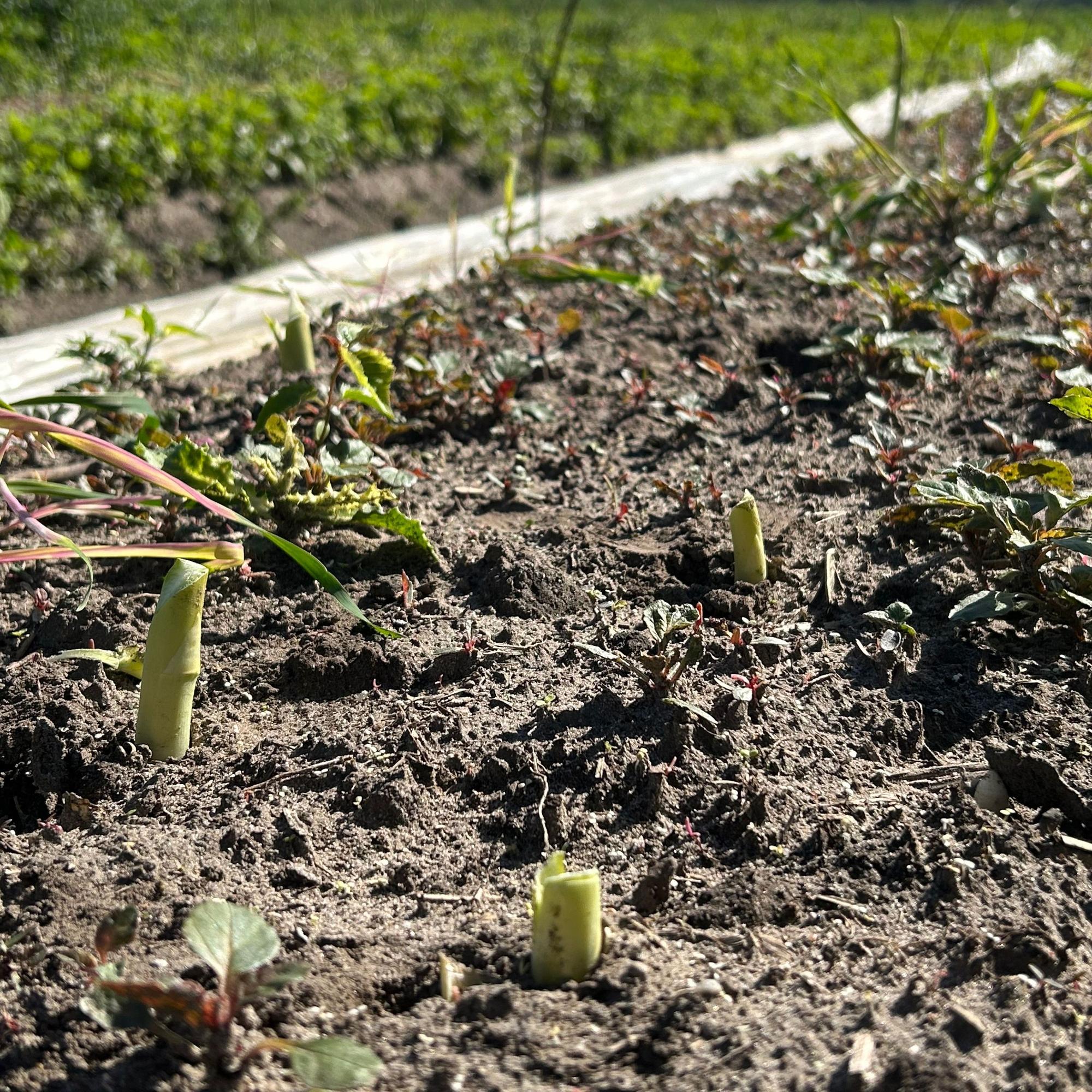 Ein ganzes Feld Spargel wurde in Walbeck von unbekannten Dieben geerntet.