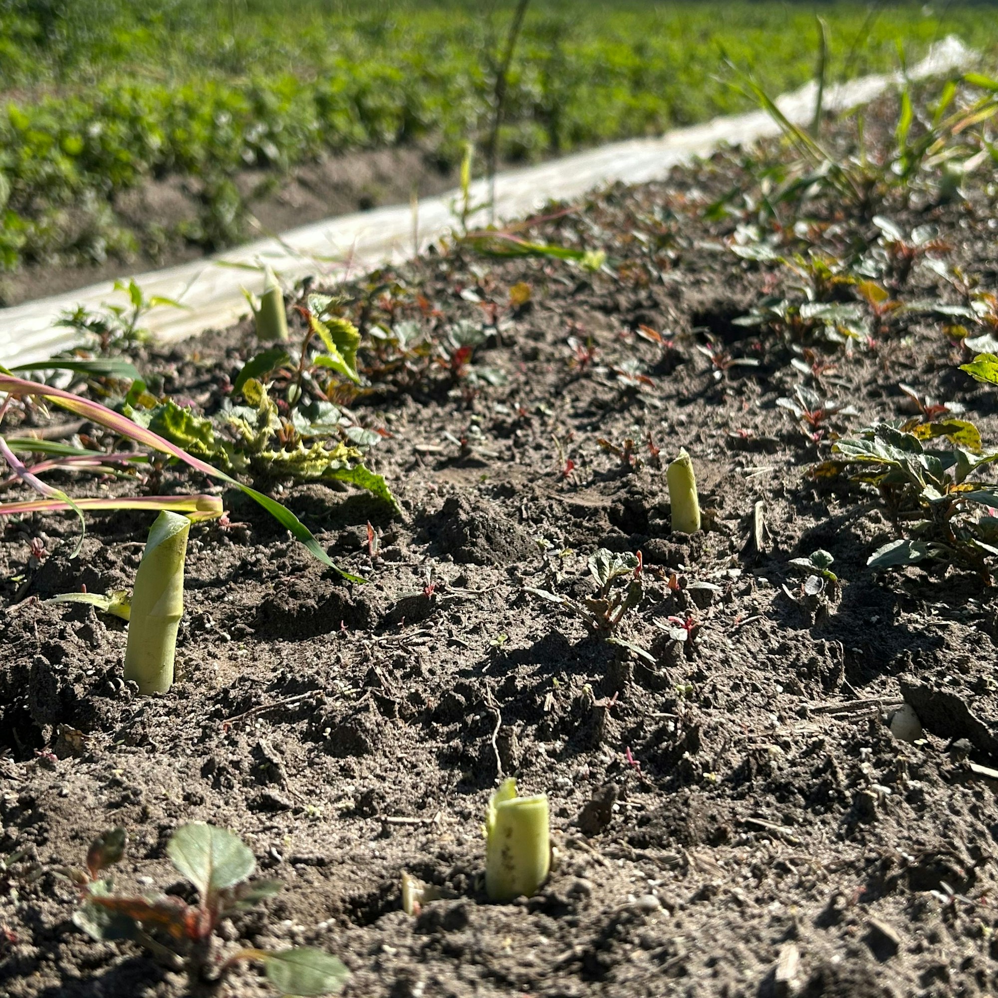 Ein ganzes Feld Spargel wurde in Walbeck von unbekannten Dieben geerntet.