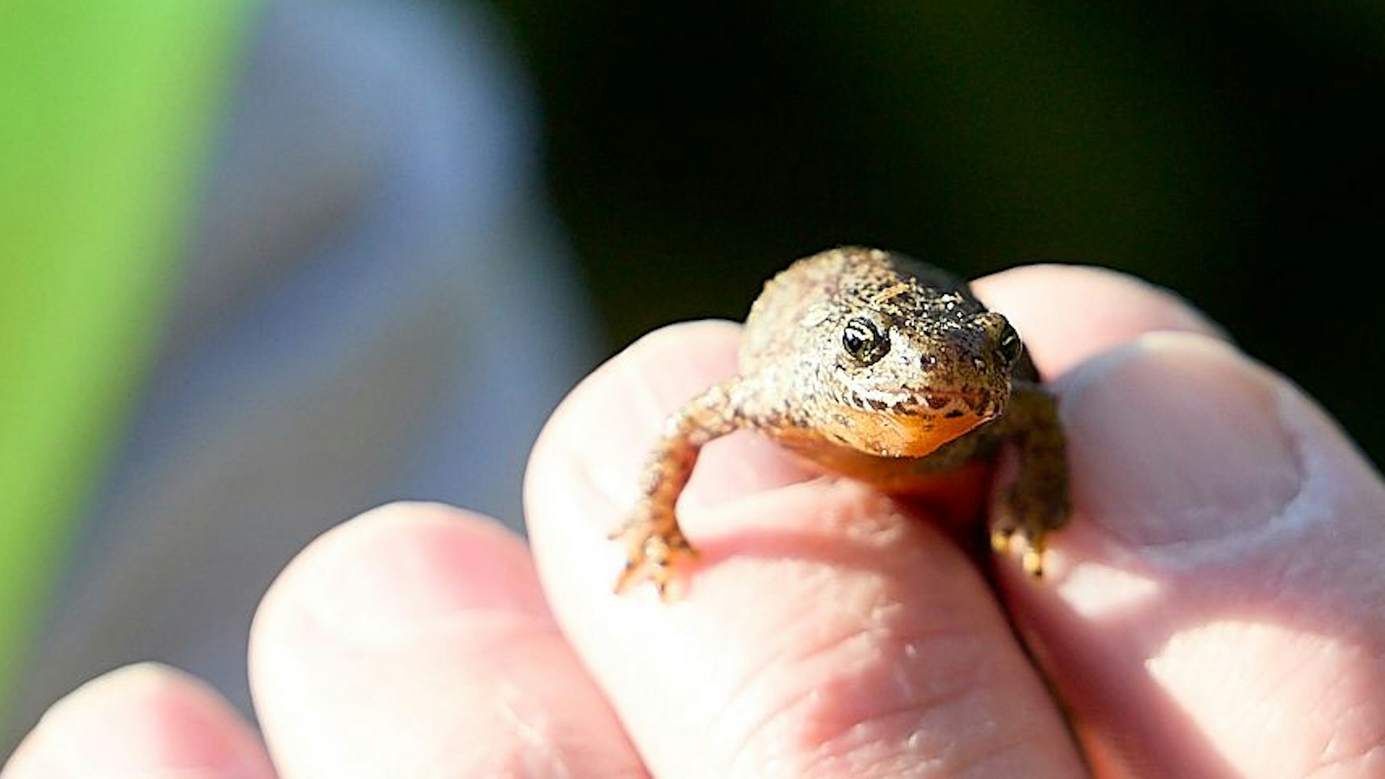 Ein Bergmolchweibchen klettert über die Hand eines Tierschützers.