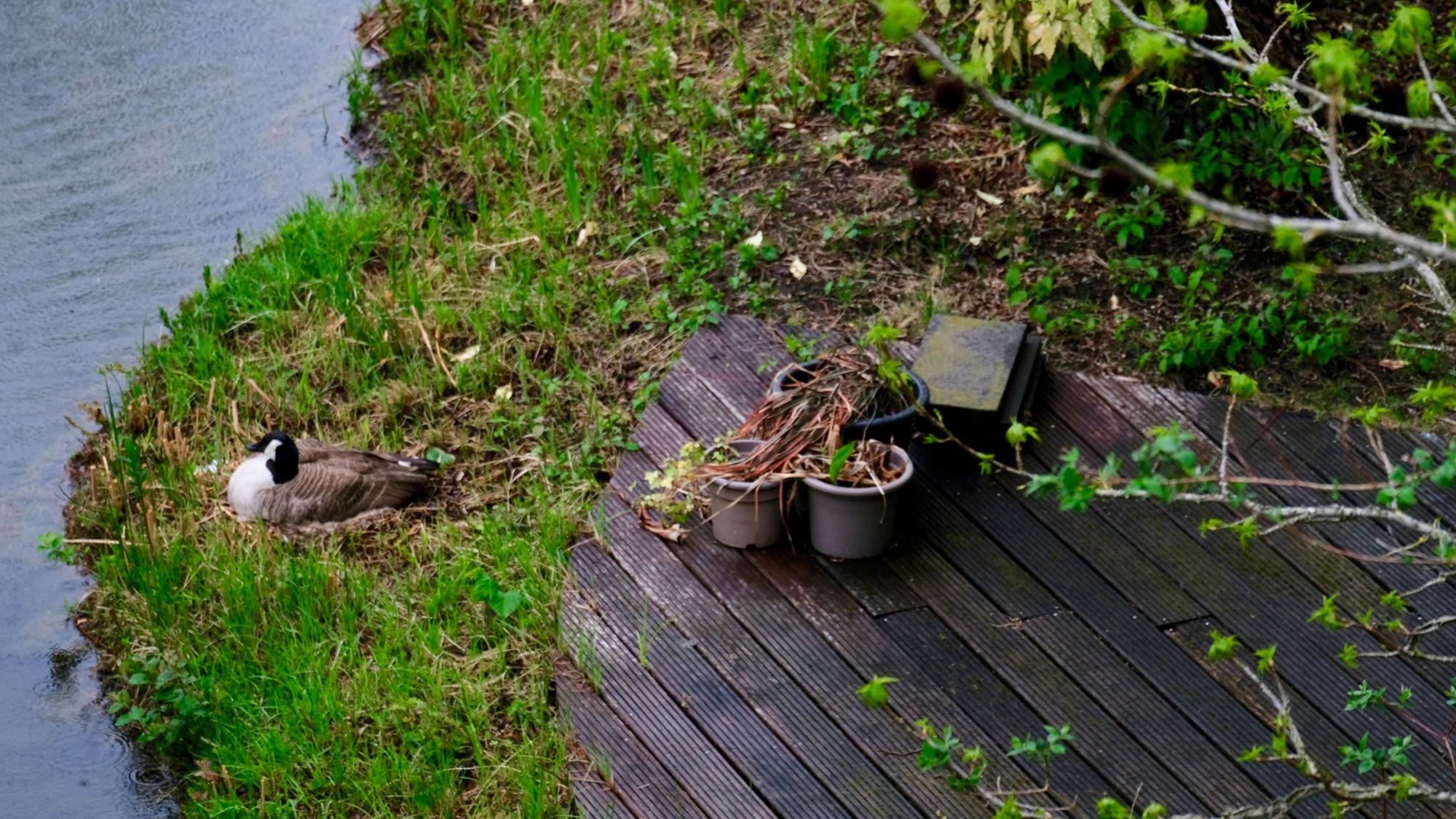 Eine Gans brütet neben einer Terrasse direkt am Ufer eines Teichs.