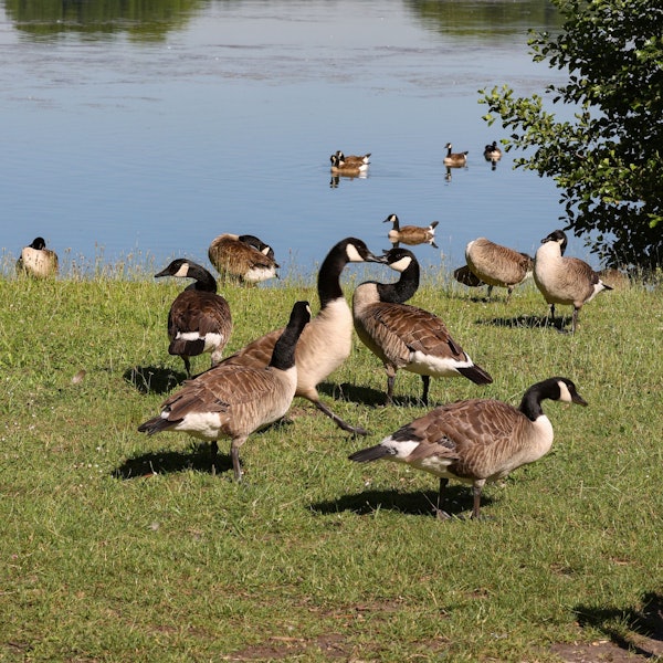 Kanadagänse sind auf einer Wiese an einem See zu sehen.
