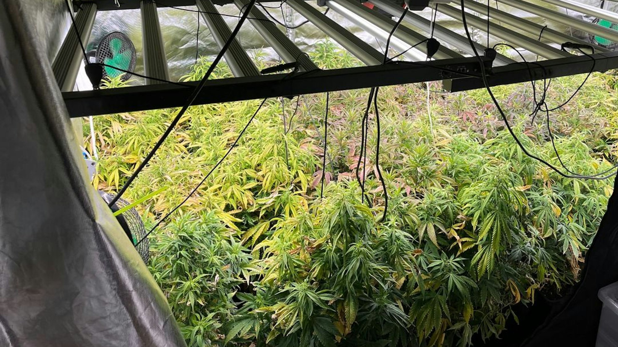 Cannabisplantage mit Beleuchtung und Belüftungsanlage, die bei Durchsuchungen in Pulheim von der Polizei Rhein-Erft-Kreis entdeckt wurde.
