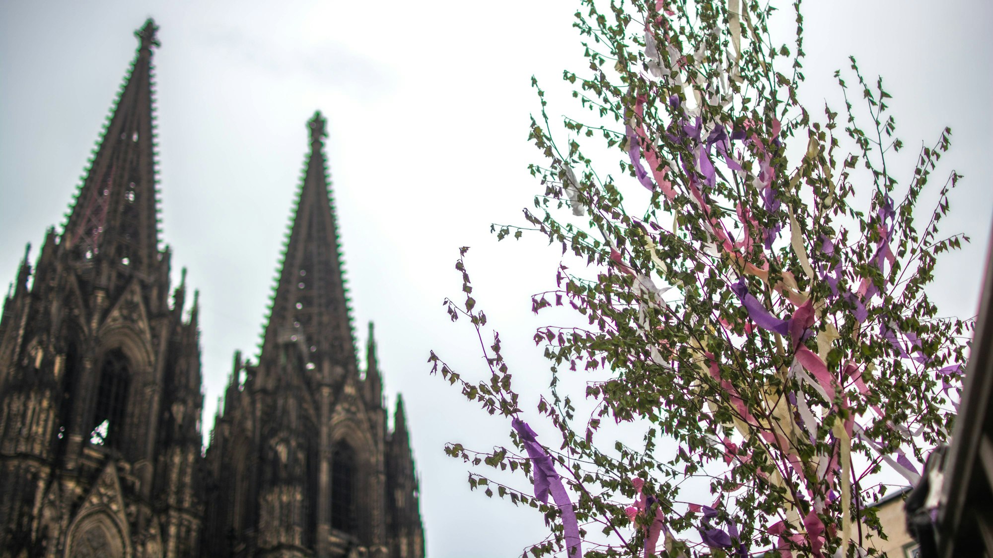 Selbstverständlich ist es auch möglich, seiner geliebten Heimatstadt einen Maibaum zu stellen. Hier steht ein Exemplar vor dem Kölner Dom.