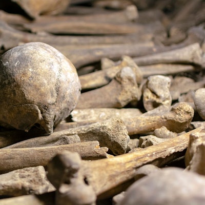 Ein Schädel und Knochen in den Katakomben von Paris.