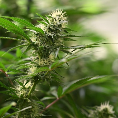 Die Blütenstände sind an Cannabis-Pflanzen zu sehen.